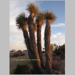 20060812_JoshuaYuccaTree_037 copia.jpg